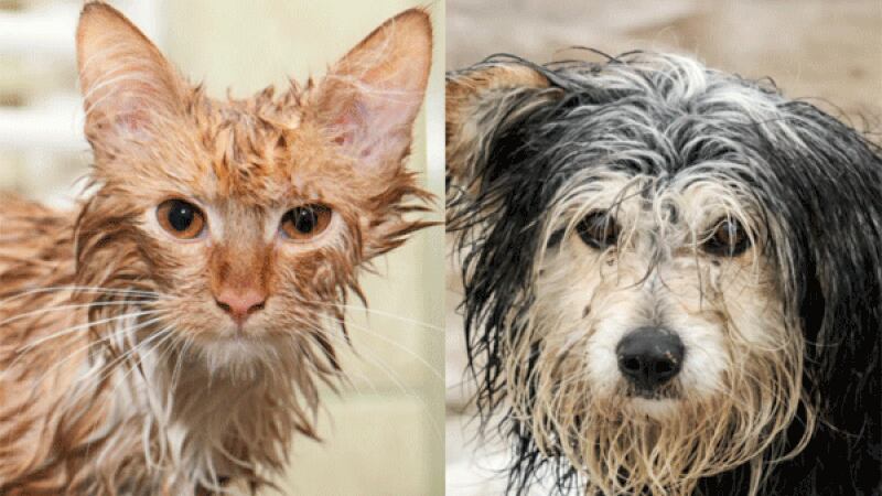More than 200 homeless dogs, cats and rabbits evacuated in the aftermath of Hurricane Ida will...