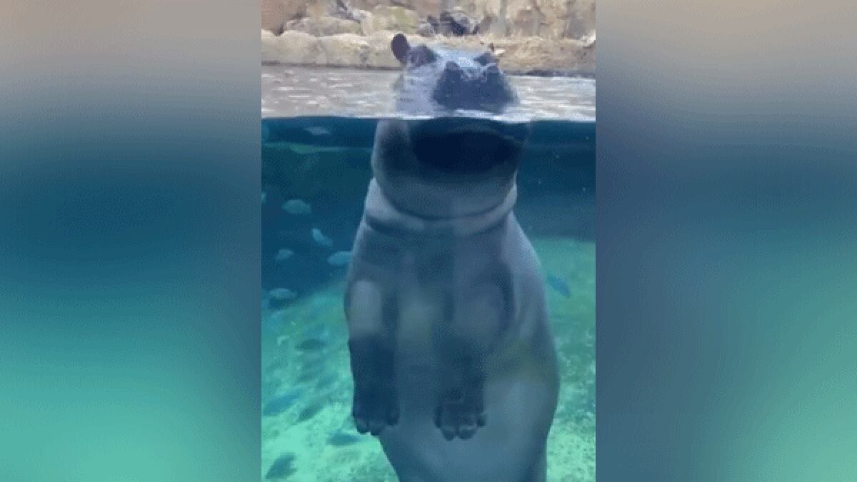 Fiona kicks off a series of "Home Safari" livestreams from the Cincinnati Zoo.