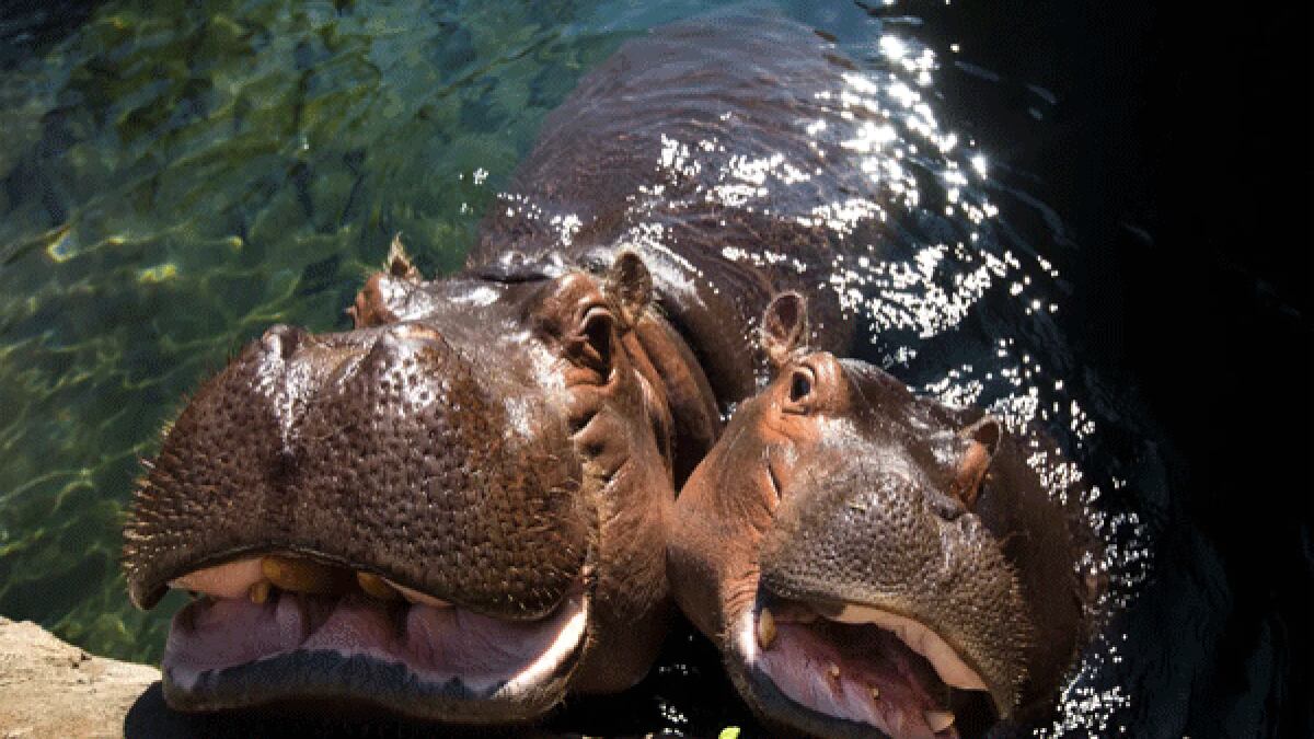 Cincinnati Zoo Mothers Day 2022