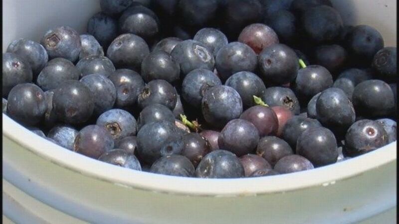 GF Default - Blueberry Overload