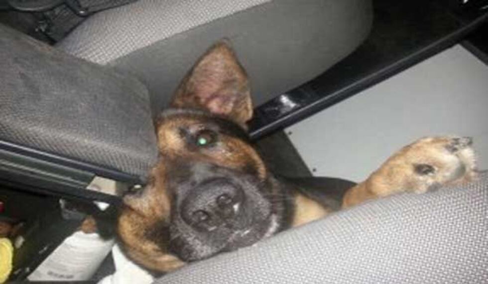 Green Township Police K-9 Dino (Photo: Green Township Police Department)