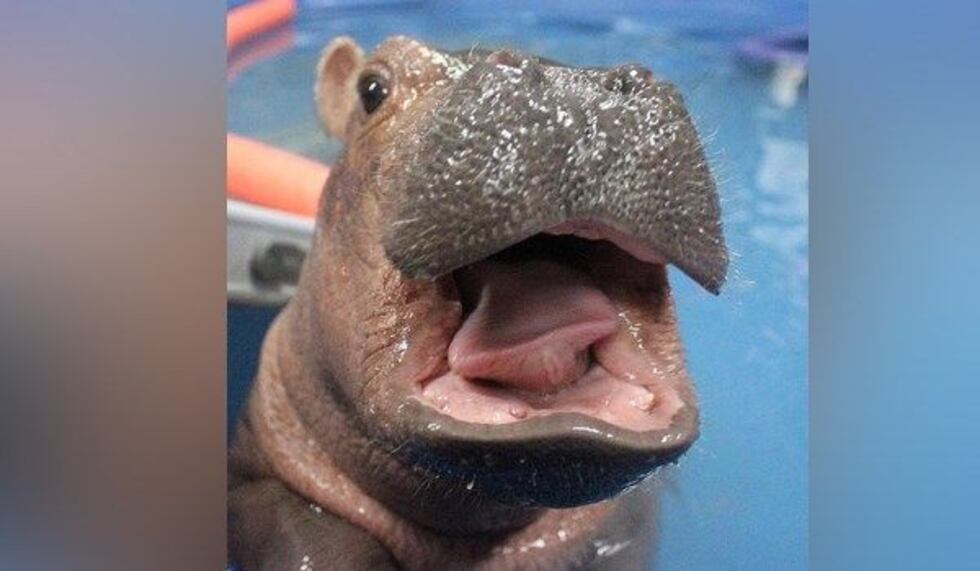 (Cincinnati Zoo/Instagram)