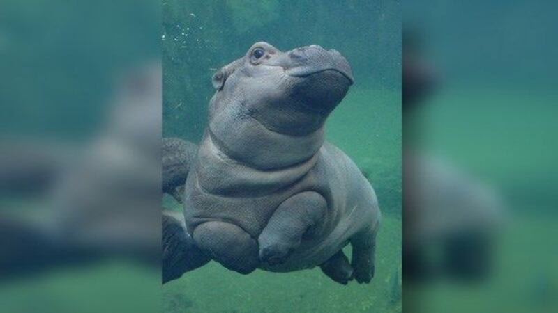 Fiona has captured hearts online since her birth on Jan. 24, 2017. (Photo courtesy of...