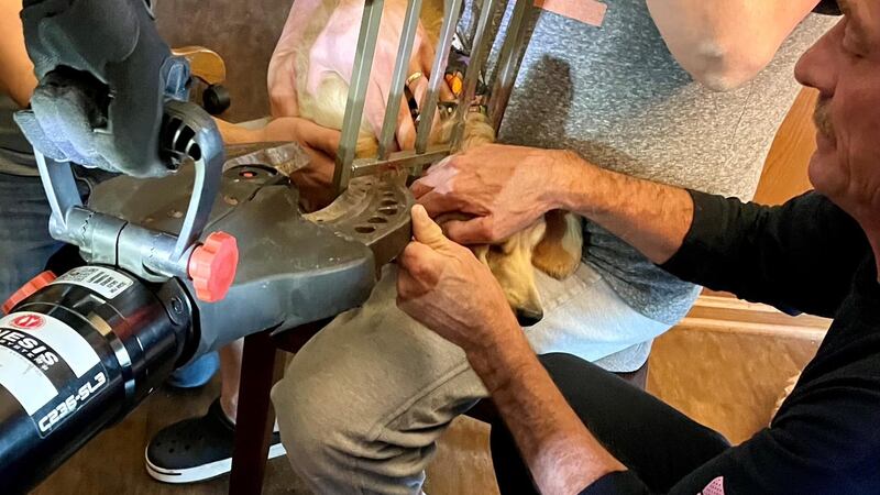 Jackson Township firefighters save dog with head stuck in child gate