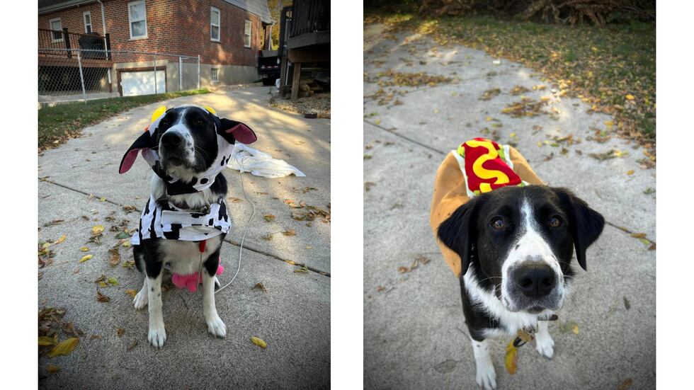 Delhi Township Firefighters announced Tuesday that they have a new therapy dog named Ember.