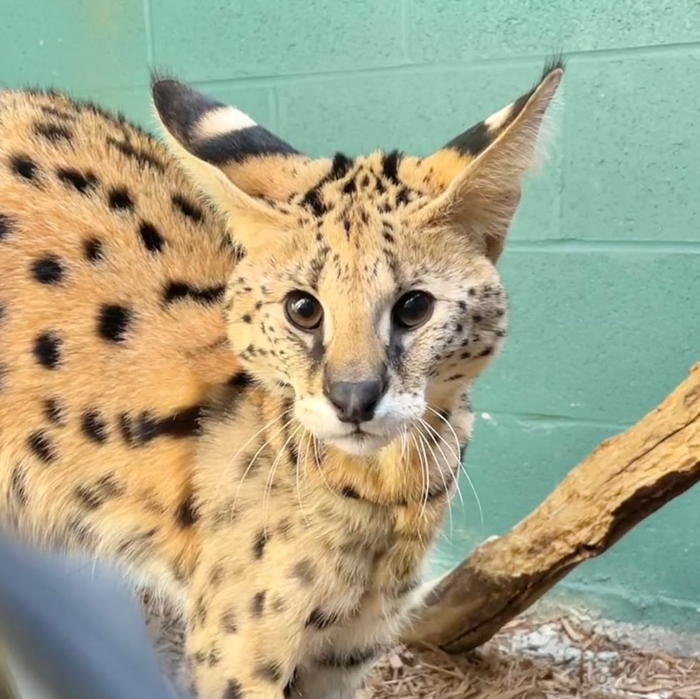 Amiry, a serval, was found with cocaine in its system during the arrest of its owner in January.