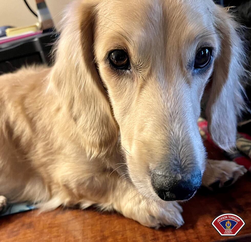 Jackson Township firefighters save dog with head stuck in child gate