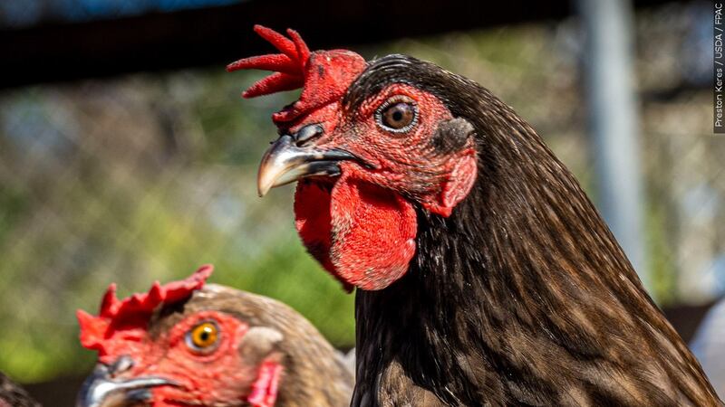 Avian influenza is highly deadly to birds.