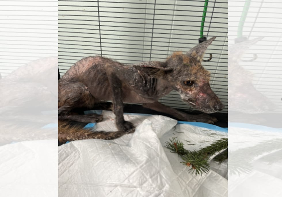 A wildlife rehab official says the fox has a severe case of mange, which is a mite that...
