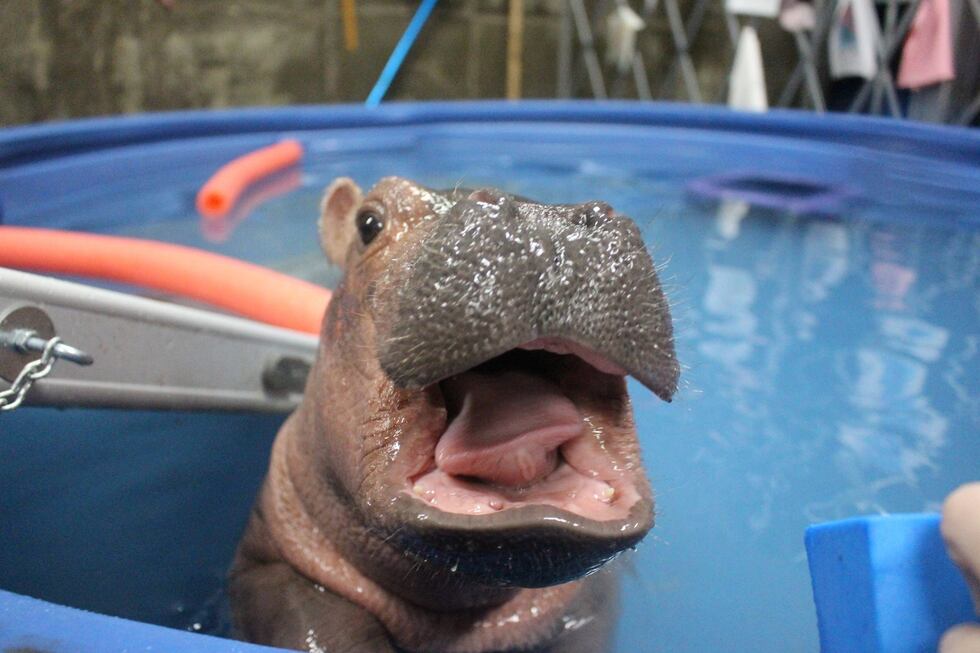 Fiona is celebrating her 3rd birthday!