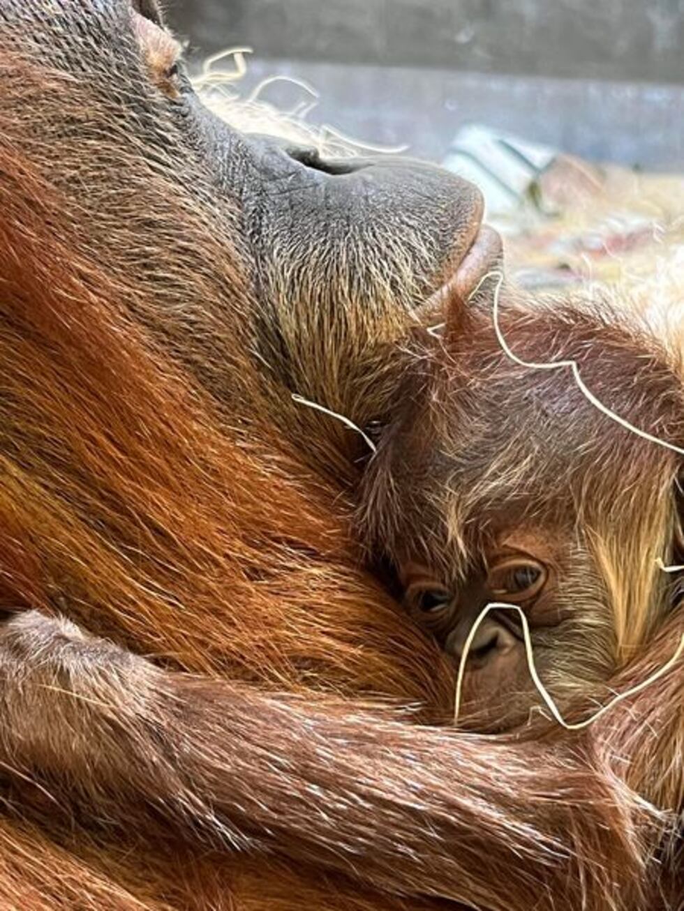 Zoo officials believe the little one is a female, but a name has not yet been determined.