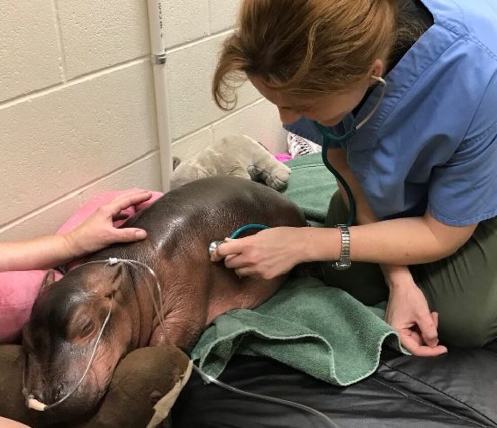 Fiona getting her morning check. (Provided, Cincinnati Zoo)