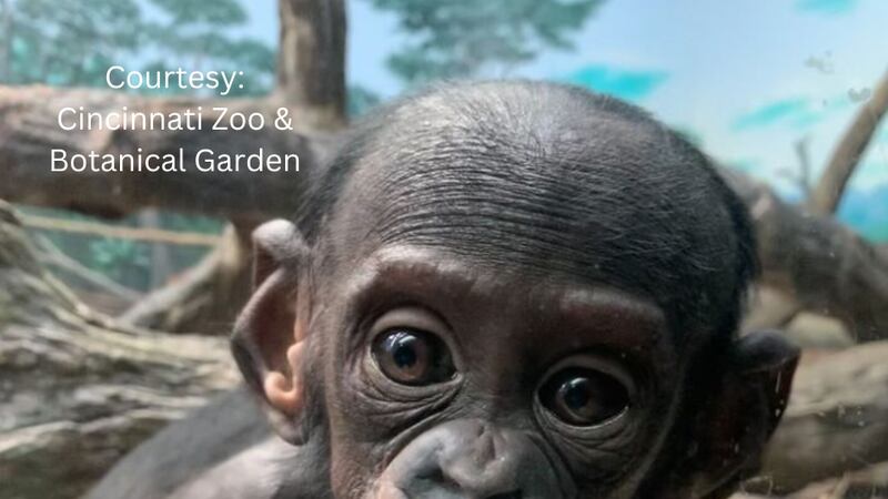 The Cincinnati Zoo & Botanical Garden announced that 3-year-old bonobo Amali has died from RSV.