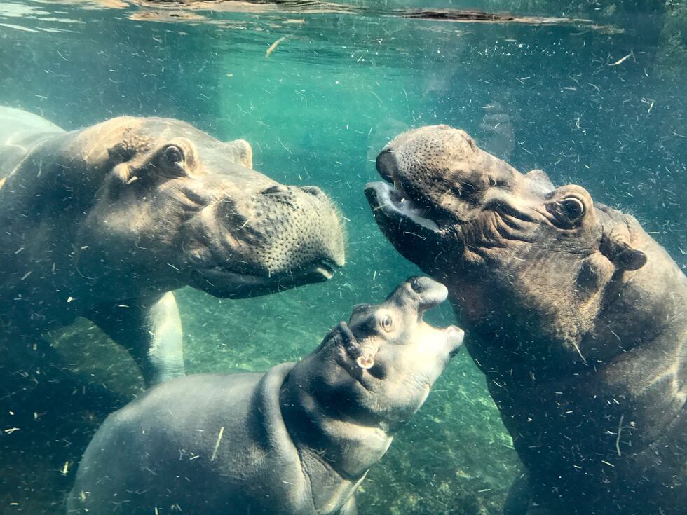 Fiona is celebrating her 3rd birthday!