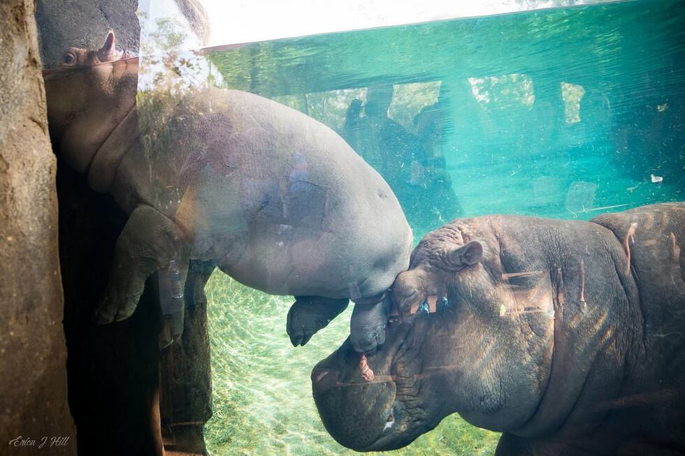 Fiona is celebrating her 3rd birthday!