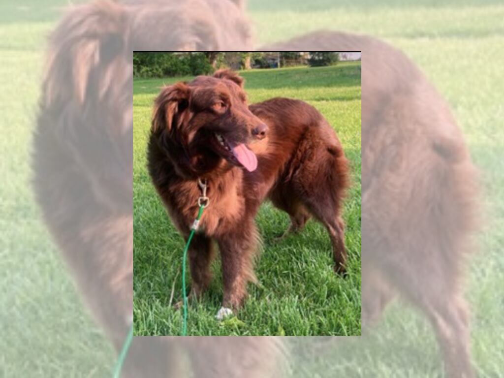 Butler County man accused of fatally stabbing family dog - Vimarsana News