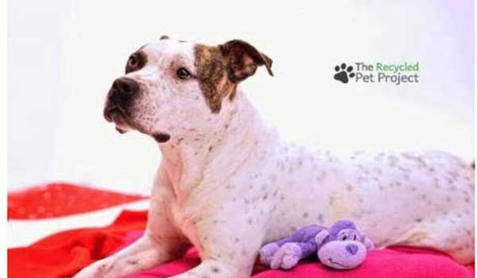 Photo from the Recycled Pet Project