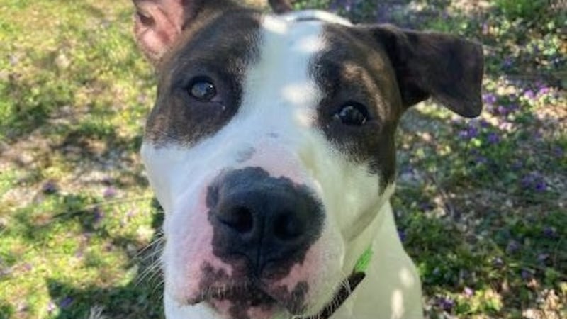 One of the many dogs up for adoption at Cincinnati Animal CARE's temporary shelter.