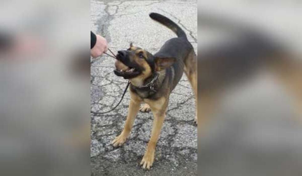 Dino (Green Township Police Department